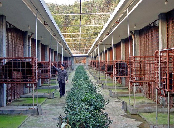 养鸽子的大棚怎样搭建好