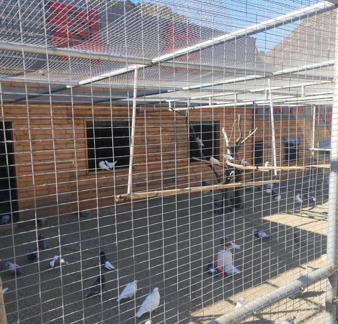 养鸽子的大棚怎样搭建好(图2)