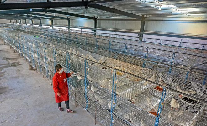 养鸽子的大棚怎样搭建好(图6)