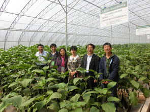 大宗蔬菜都有什么