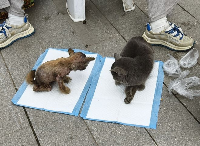 太造孽了！网上刷到一只奇形怪状的蓝猫结果真相是…