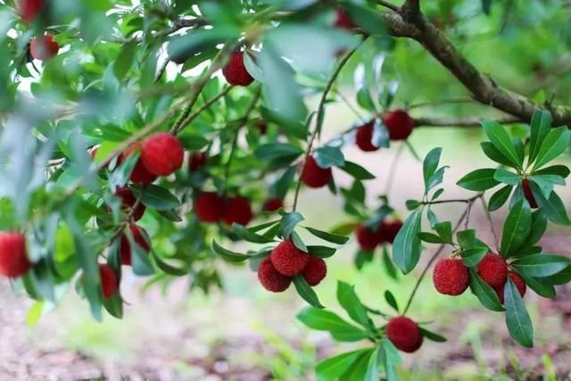 2025和合文化论坛今日开幕在台州看见和合之美(图15)