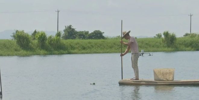 一只青蟹的“触网”远行(图3)