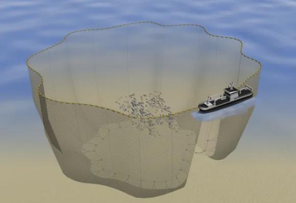 世界渔业日 给渔具装“电子身份证”来实现可持续渔业可行吗？(图2)