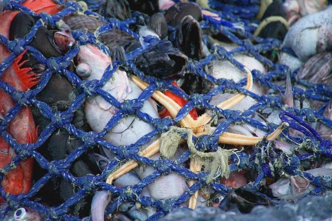 世界渔业日 给渔具装“电子身份证”来实现可持续渔业可行吗？(图5)