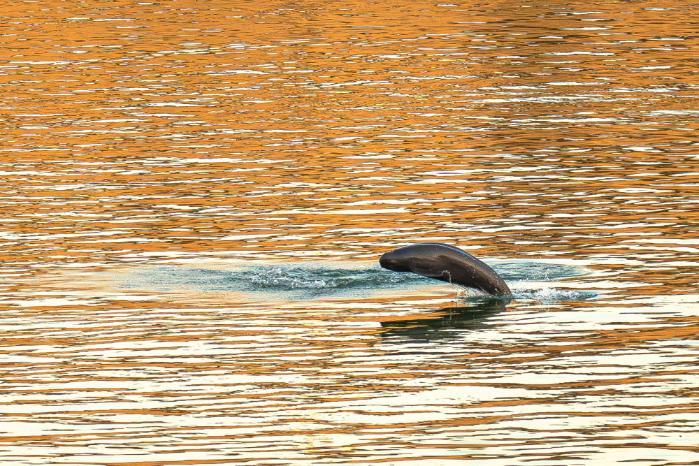 镜观·回响｜守护一江清水永续东流(图10)